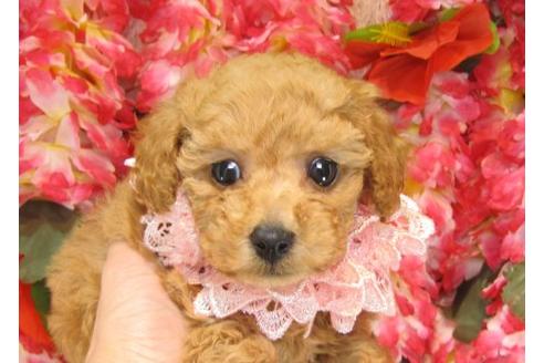 成約済の茨城県のトイプードル-14321の1枚目