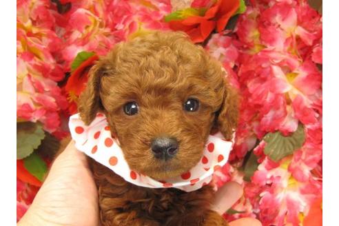 成約済の茨城県のトイプードル-14322の1枚目