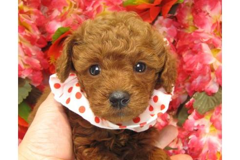 成約済の茨城県のトイプードル-14322の2枚目