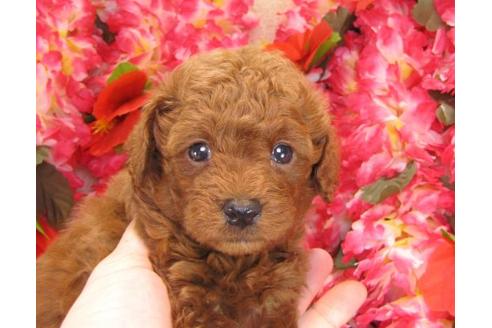 成約済の茨城県のトイプードル-14322の3枚目