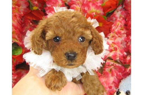 成約済の茨城県のトイプードル-14323の1枚目