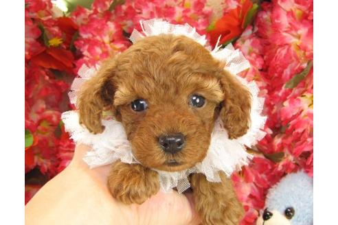 成約済の茨城県のトイプードル-14323の2枚目