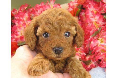 成約済の茨城県のトイプードル-14323の3枚目