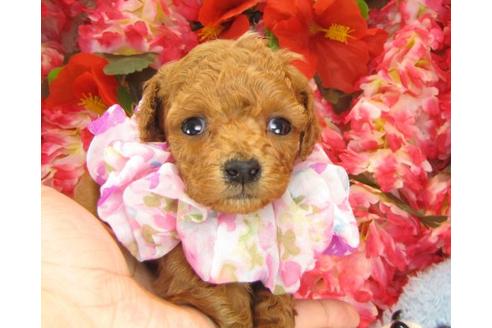 成約済の茨城県のトイプードル-14324の1枚目