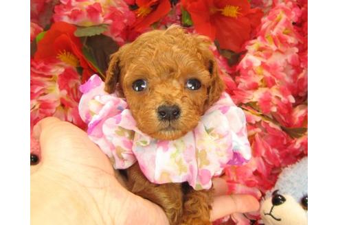 成約済の茨城県のトイプードル-14324の2枚目