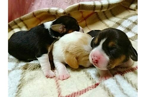 成約済の愛知県のビーグル-14370の2枚目