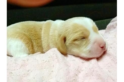 成約済の愛知県のビーグル-14371の2枚目
