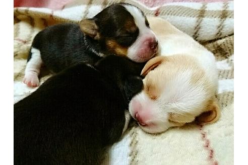 成約済の愛知県のビーグル-14371の1枚目