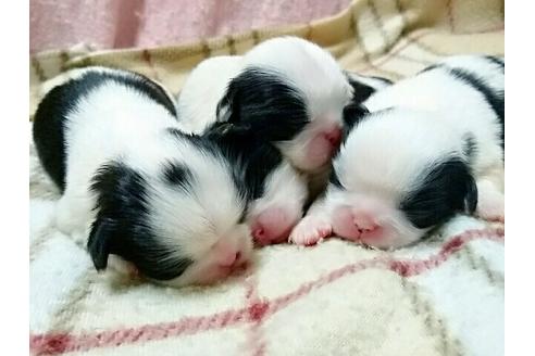 成約済の愛知県の狆 (チン)-14375の1枚目