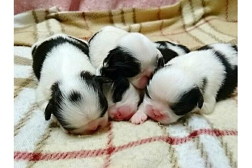 成約済の愛知県の狆 (チン)-14377の1枚目