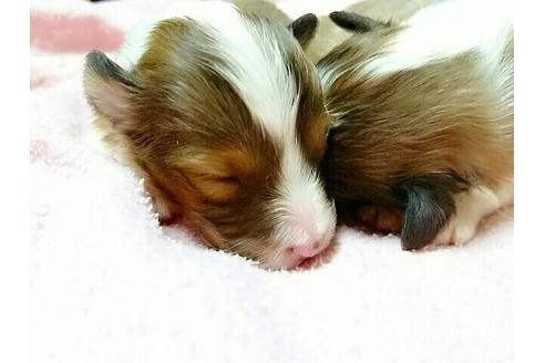 成約済の愛知県のシェットランドシープドッグ(シェルティ)-14379の2枚目