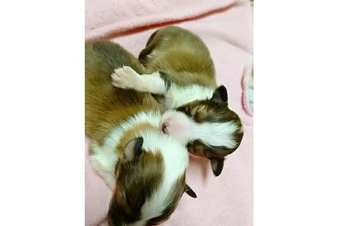 成約済の愛知県のシェットランドシープドッグ(シェルティ)-14379の1枚目