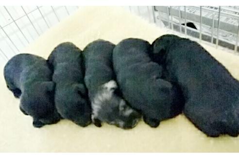 成約済の愛知県のミニチュアシュナウザー-14389の1枚目