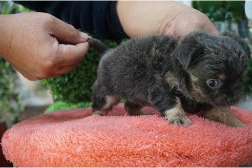 成約済の京都府のチワワ-14399の3枚目