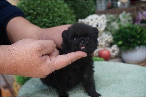 成約済の京都府のポメラニアン-14401の3枚目