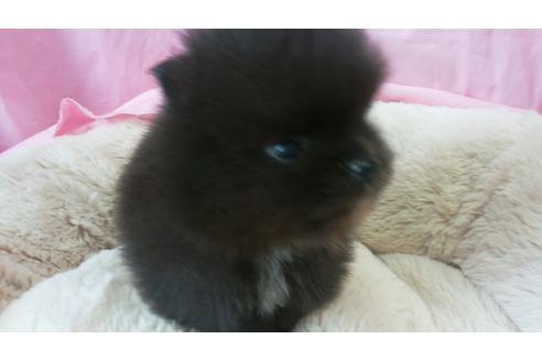 成約済の愛知県のポメラニアン-14418の4枚目
