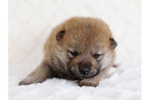 成約済の栃木県の柴犬-14440の1枚目