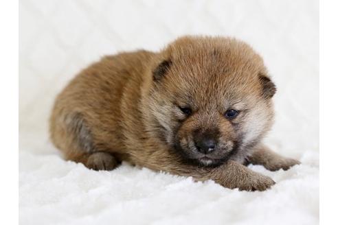 成約済の栃木県の柴犬-14440の2枚目