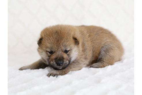 成約済の栃木県の柴犬-14440の3枚目