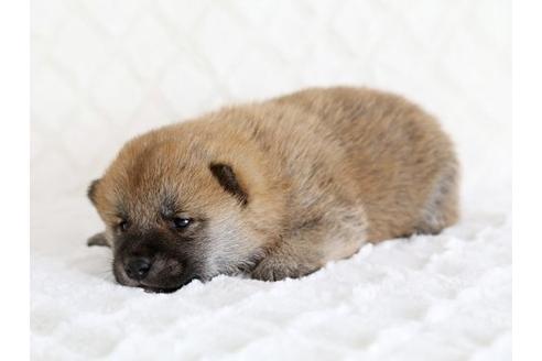 成約済の栃木県の柴犬-14441の2枚目