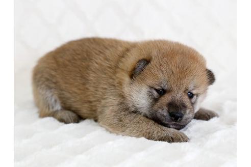 成約済の栃木県の柴犬-14442の1枚目