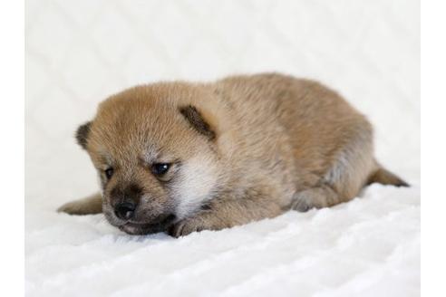 成約済の栃木県の柴犬-14442の2枚目