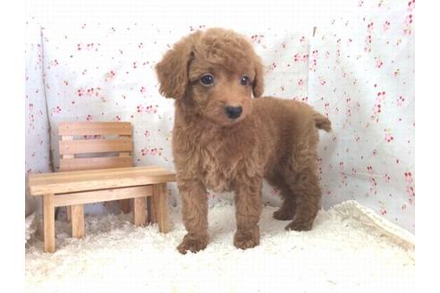 成約済の滋賀県のトイプードル-14474の2枚目