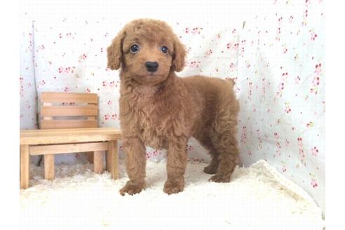 成約済の滋賀県のトイプードル-14474の1枚目