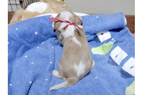 成約済の埼玉県のキャバリアキングチャールズスパニエル-13636の3枚目