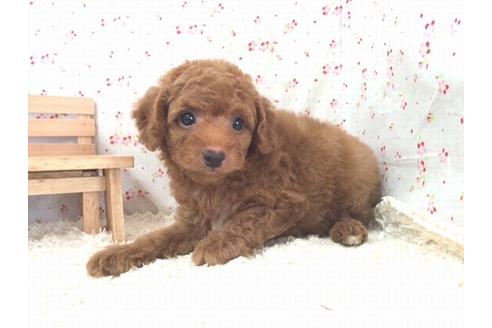 成約済の滋賀県のトイプードル-14476の2枚目