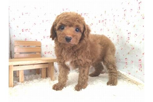 成約済の滋賀県のトイプードル-14476の1枚目