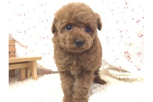 成約済の滋賀県のトイプードル-14477の2枚目