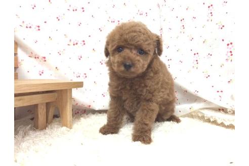 成約済の滋賀県のトイプードル-14477の1枚目