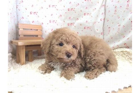 成約済の滋賀県のトイプードル-14478の2枚目