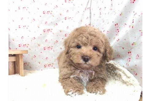 成約済の滋賀県のトイプードル-14478の1枚目