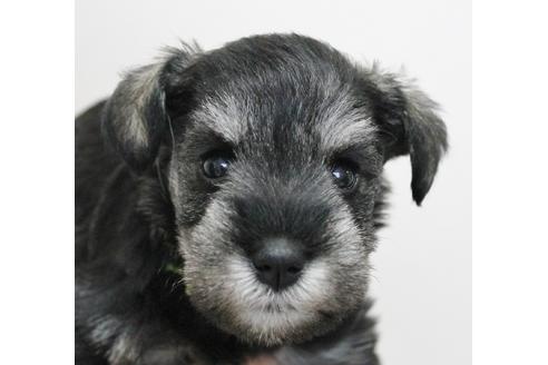 成約済の千葉県のミニチュアシュナウザー-14149の4枚目