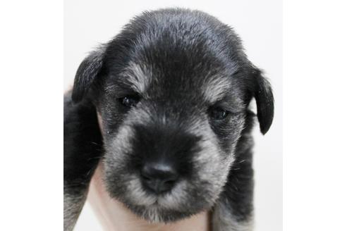 成約済の千葉県のミニチュアシュナウザー-14149の3枚目