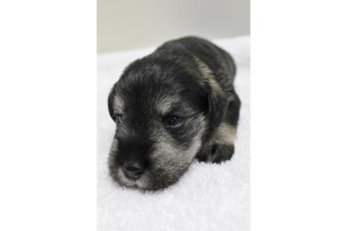 成約済の千葉県のミニチュアシュナウザー-14149の2枚目