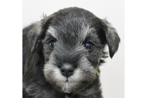 成約済の千葉県のミニチュアシュナウザー-14148の4枚目