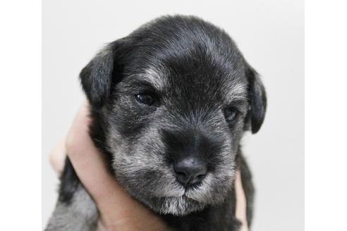 成約済の千葉県のミニチュアシュナウザー-14148の3枚目