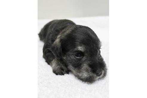 成約済の千葉県のミニチュアシュナウザー-14148の2枚目