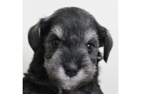 成約済の千葉県のミニチュアシュナウザー-14147の4枚目