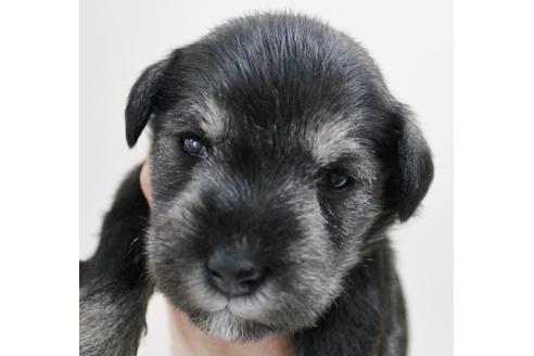 成約済の千葉県のミニチュアシュナウザー-14147の3枚目