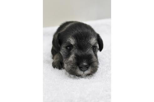 成約済の千葉県のミニチュアシュナウザー-14147の2枚目