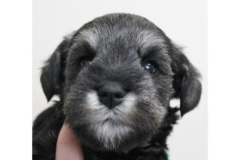 成約済の千葉県のミニチュアシュナウザー-14137の4枚目