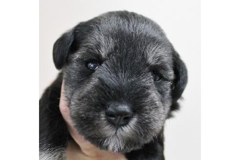 成約済の千葉県のミニチュアシュナウザー-14137の3枚目