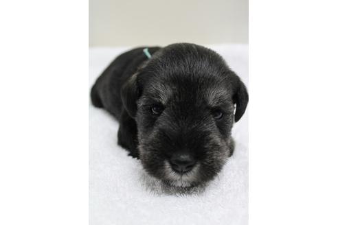 成約済の千葉県のミニチュアシュナウザー-14137の2枚目