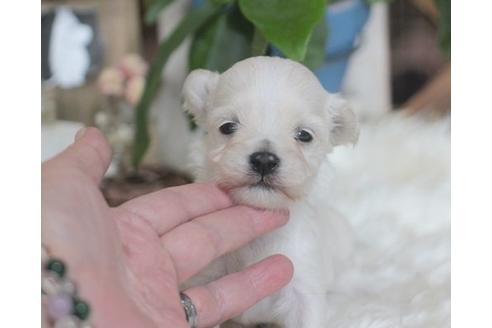 成約済の熊本県のミックス犬-14536の3枚目