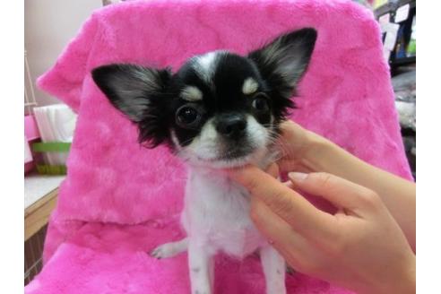 成約済の京都府のチワワ-14562の1枚目