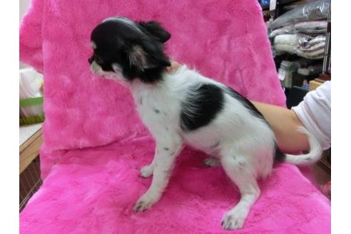 成約済の京都府のチワワ-14562の2枚目